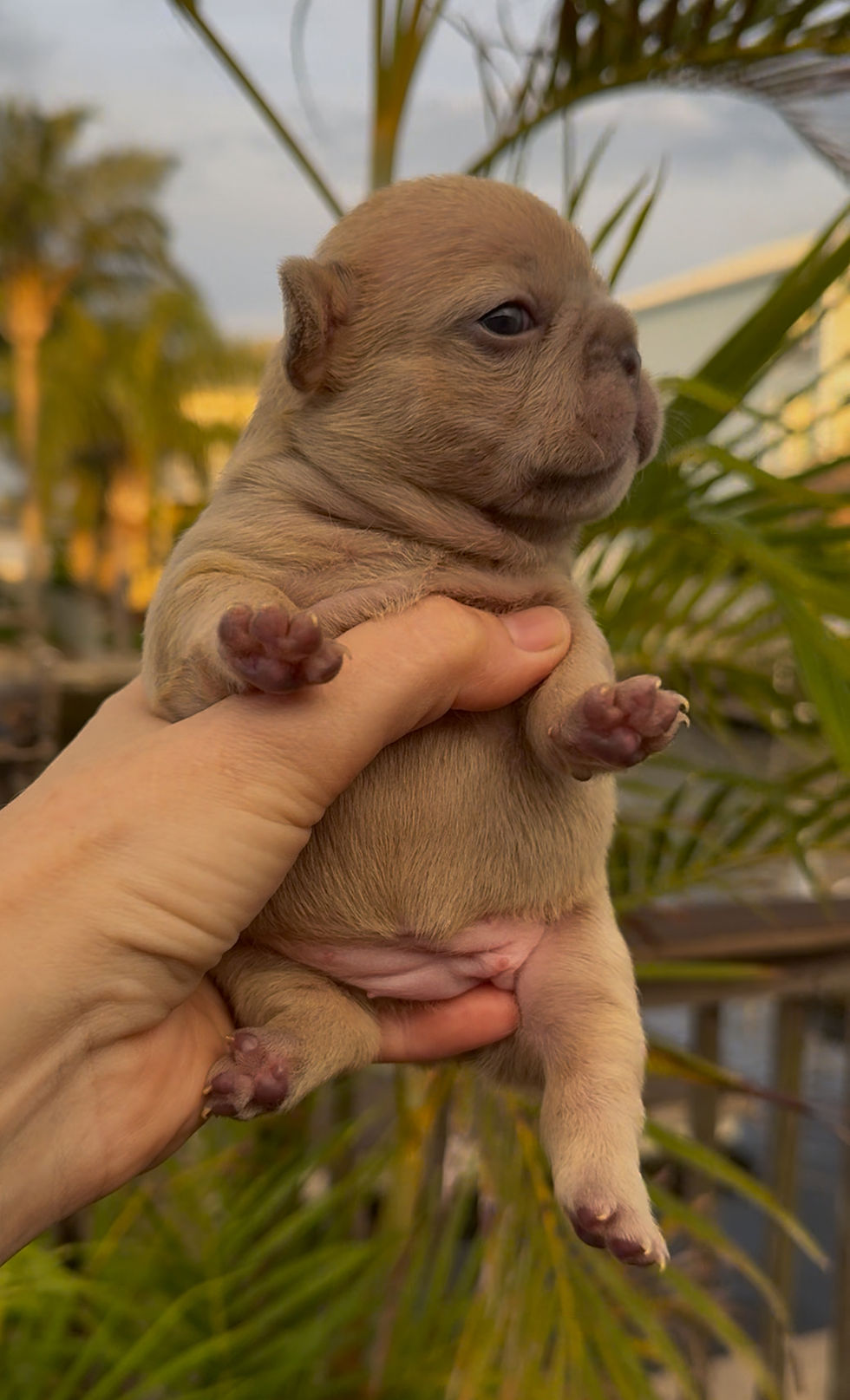 Thumbnail: “Ice Cream” Very Light Blue Fawn Girl (Roxy & Power) 