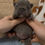 Thumbnail: Blue Brindle Female (Joules + Meeko)