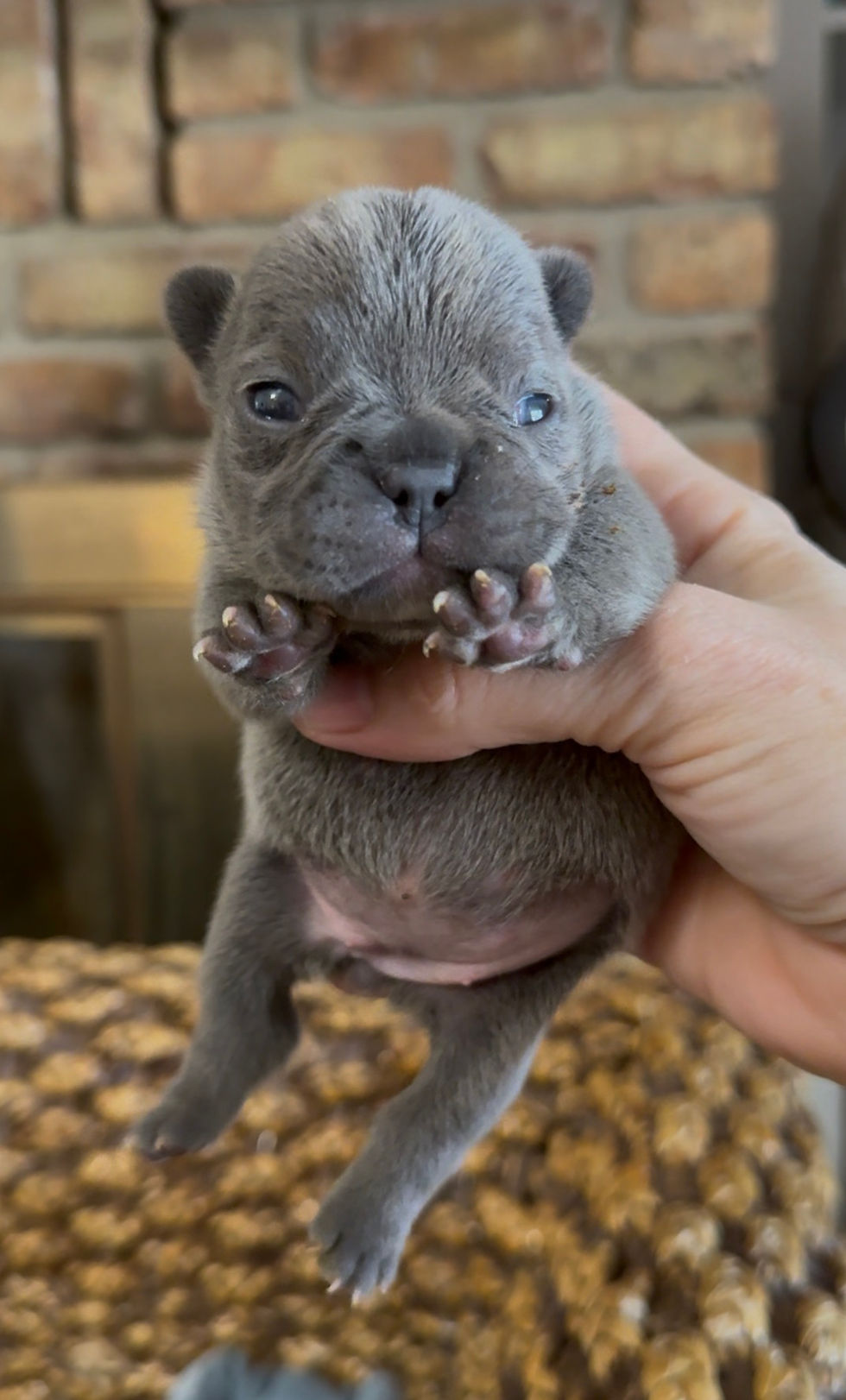 Thumbnail: Blue Brindle Female (Joules + Meeko)