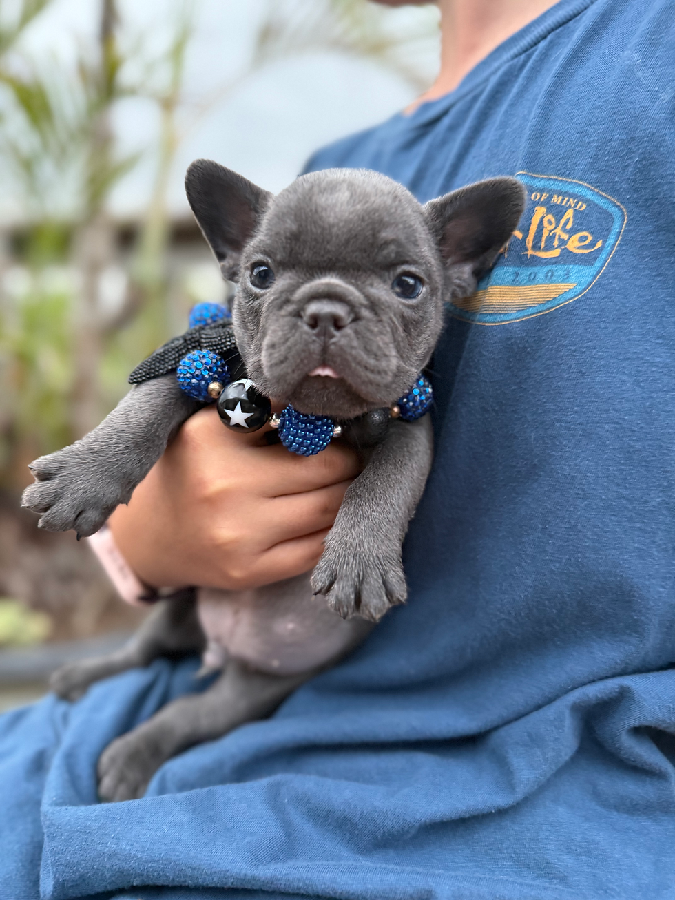 Thumbnail: Blue boy - French Bulldog 