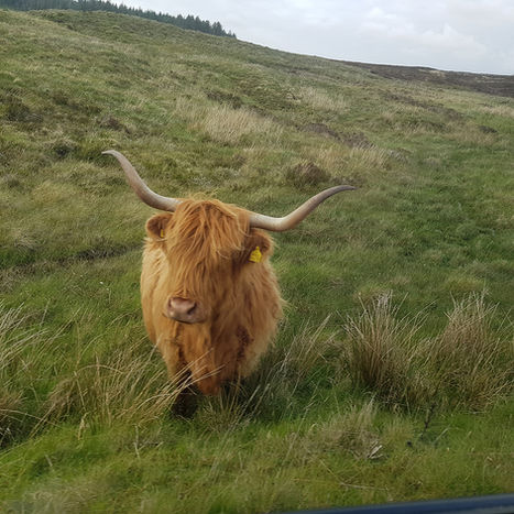 Skye_Cattle.jpg