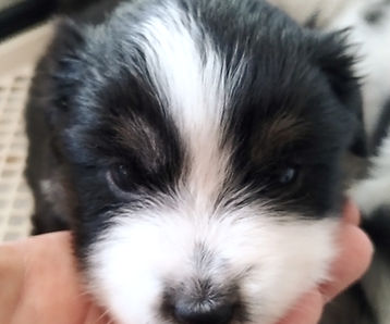 black tri mini aussie_edited_edited.jpg