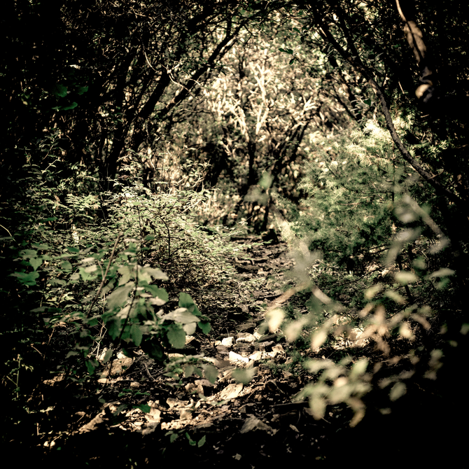 Au pied de mon arbre...