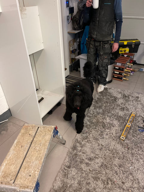 dog at work