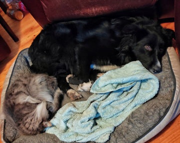 Liddy hanging out with Tom-Tom