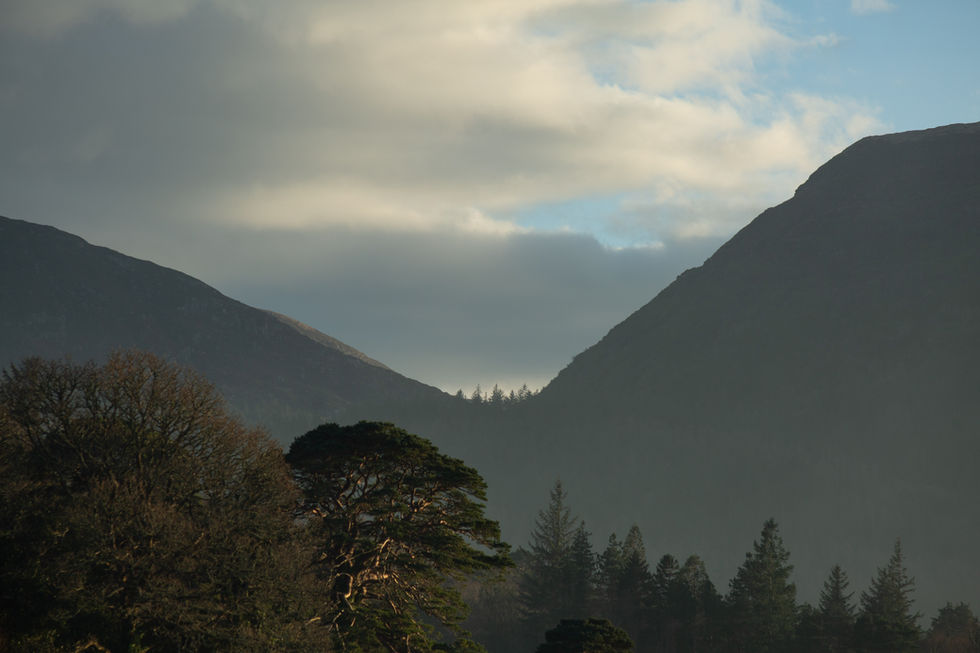 Trees in the distance