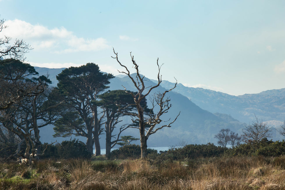 Killarney trees and mountains