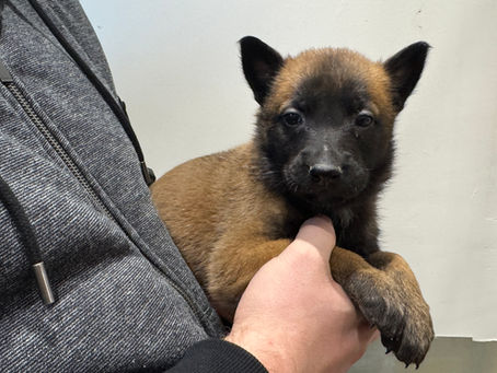 Déjà réservée Femelle collier Orange Berger Belge Malinois Ody X Orage