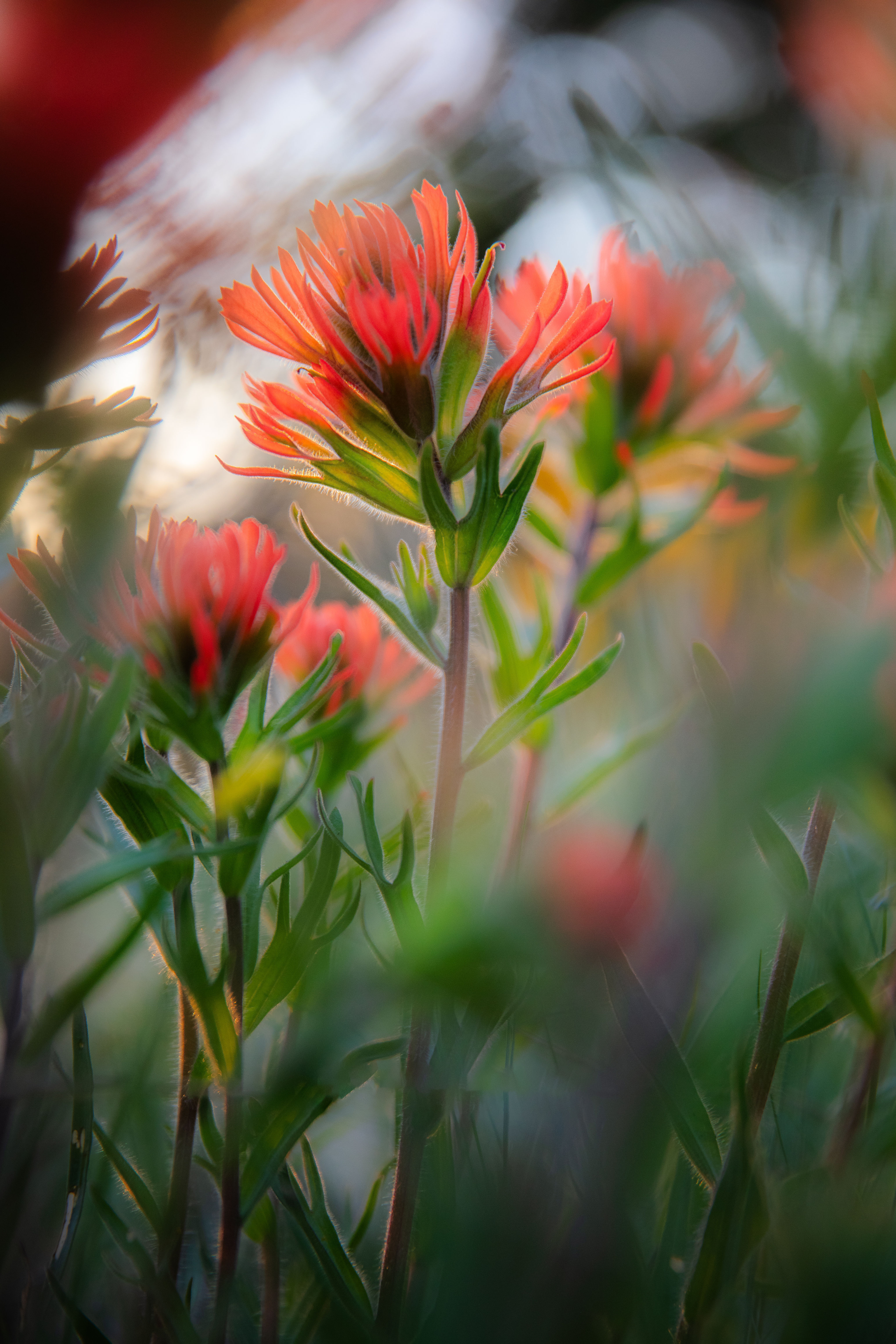 Portrait of a Paintbrush