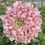 Thumbnail: Ranunculus Cloni Pon Pon Candy