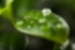 water-drops-leaf.jpg