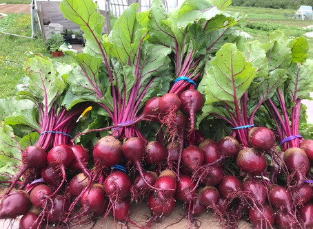 Summer Community Supported Agriculture