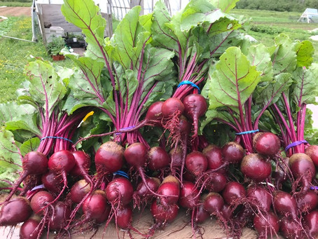 Summer Community Supported Agriculture