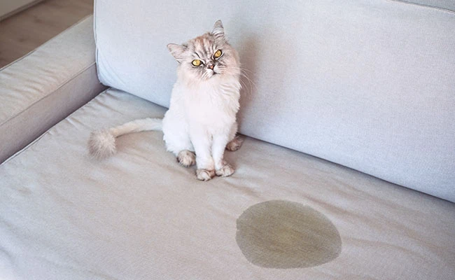 Conférence Chat fait pipi partout - Chatastrophe