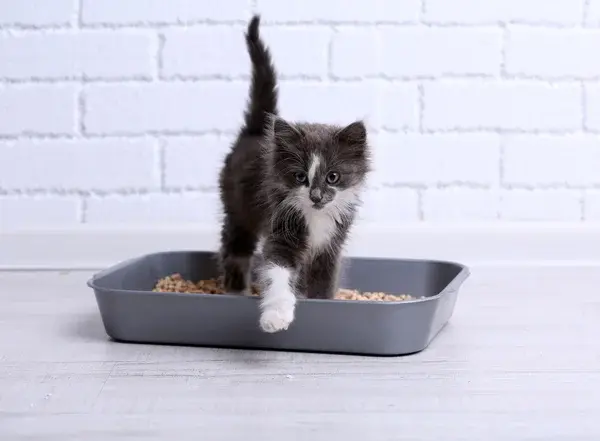 Pourquoi mon chat fait-il pipi partout ?