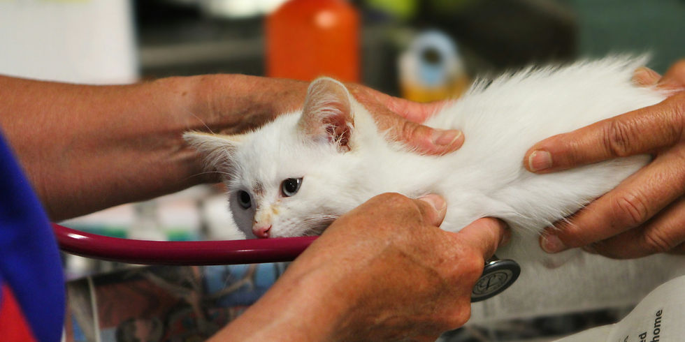 Le chat parachutiste - chatastrophe.com