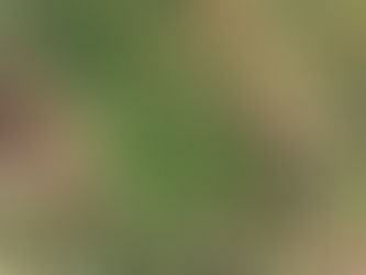 春の野草を食べる