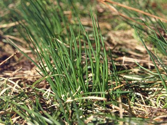 春の野草を食べる