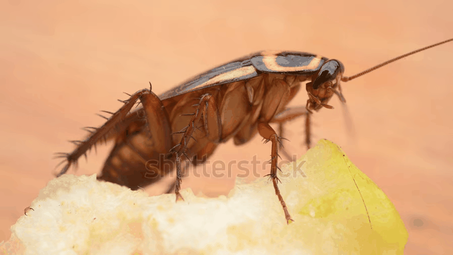 cockroach_on_pear