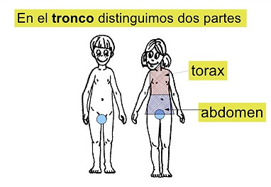 el-cuerpo-humano-3-728-3887508225.jpeg