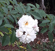 Flor 4.jpg