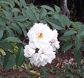 Flor 4.jpg