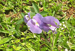 flor jardim 3.jpg