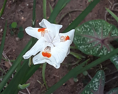 Flor 5.jpg