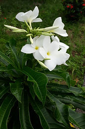 Flor 1 (2).jpg