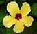 Flor 2 (2).jpg