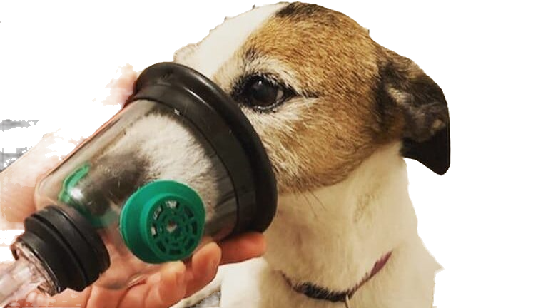 dog oxygen mask_edited.png