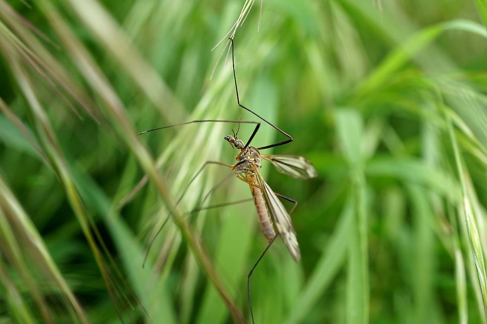 Crane fly