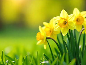 grass & flowers in spring