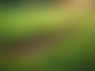 Fixing Patchy Lawns: UK Lawn Patch Repair Tips for a Lush Garden
