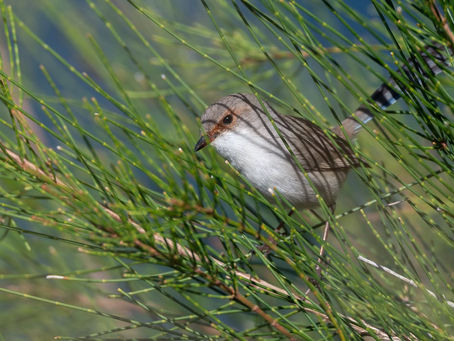 January 2026: Chemical, Water Quality and Macroinvertebrate Analysis