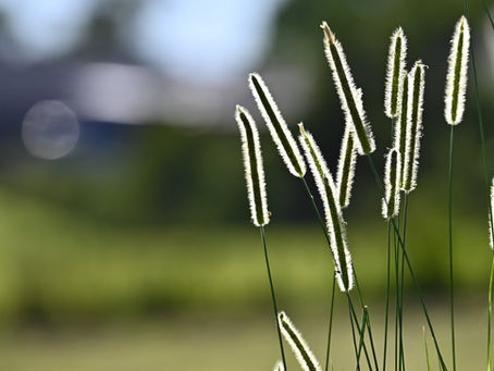 January 2025: Chemical, Water Quality and Macroinvertebrate Analysis