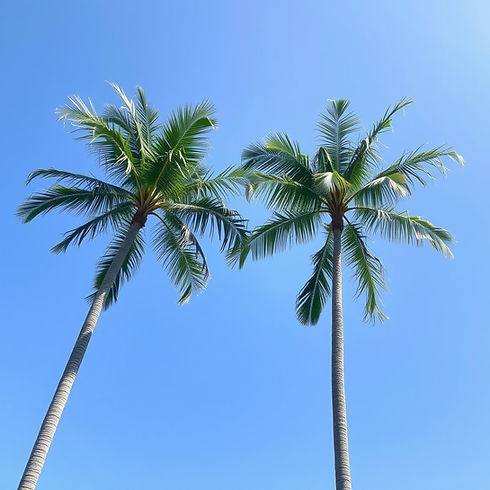 palm treesm.jpg