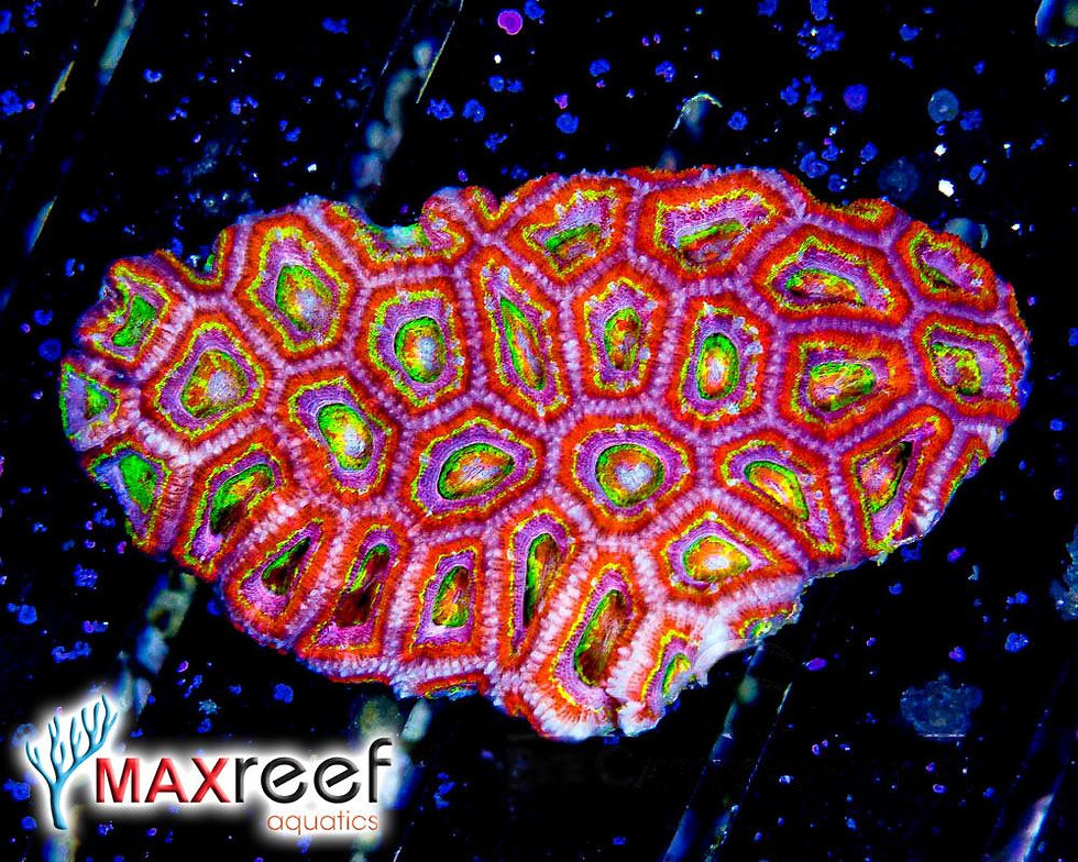 87022107_1230892410433256_1709769404717203456_n