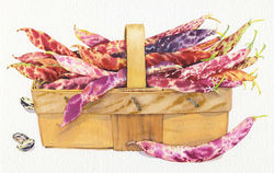 Borlotti beans