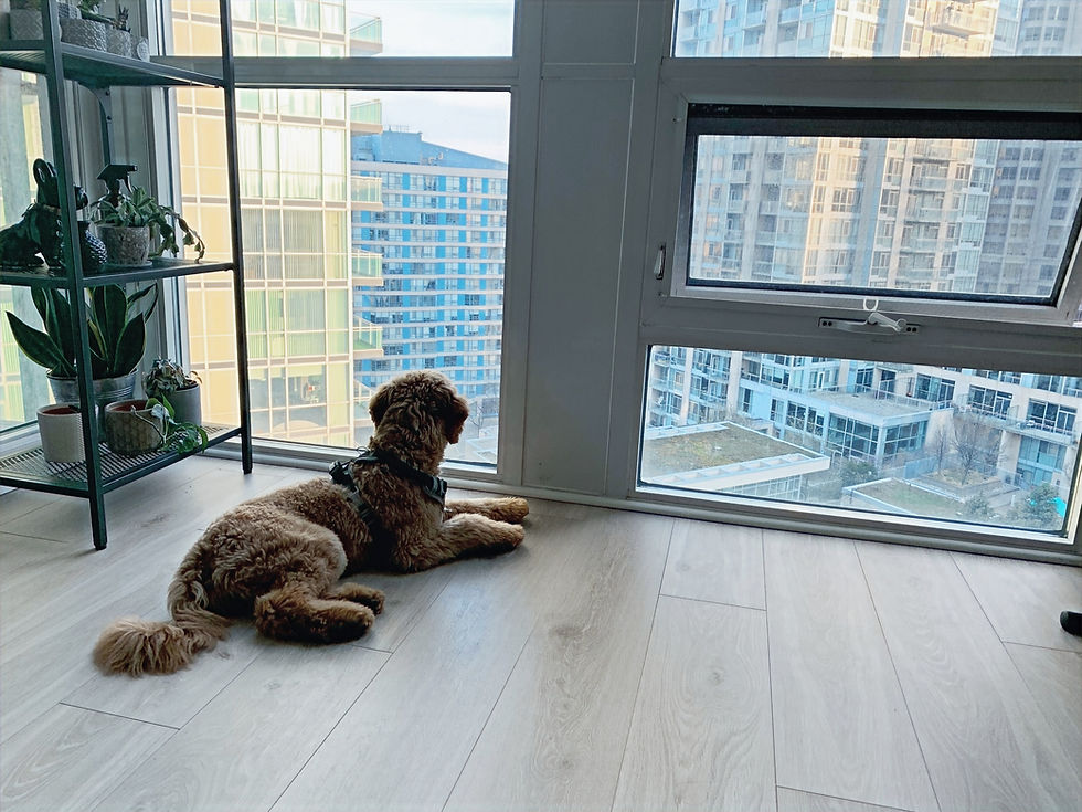 Golden doodle looks outside apartment window, sometimes barking at different things or people she sees.