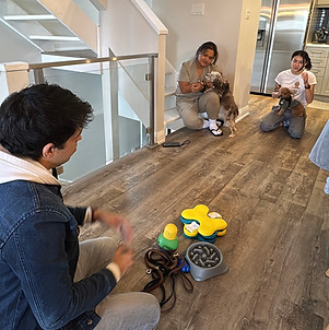 Small Dog Private Dog Training