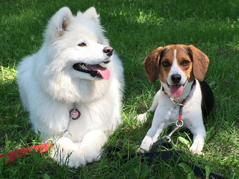 How Do I Introduce My Dog to Other Dogs?