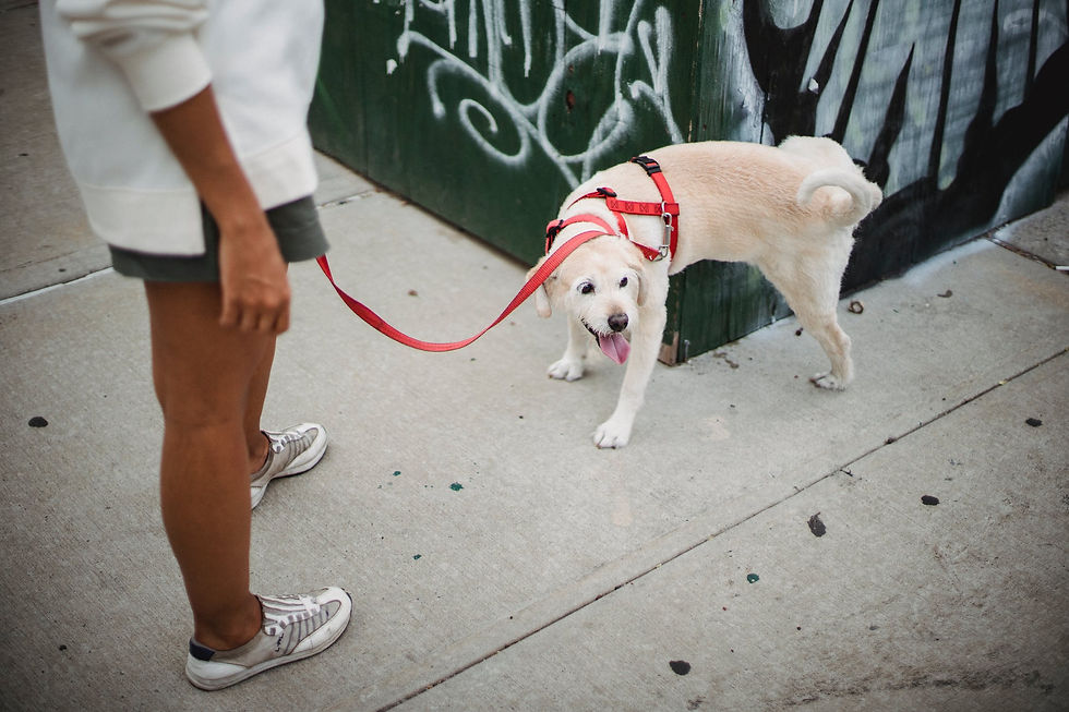 (Podcast) #PetParentsAsk Ep. 9: Why Does My Puppy Pee So Often?