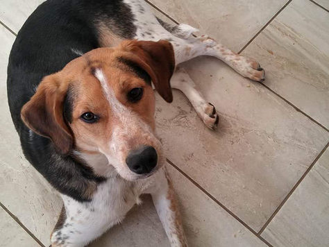 (Quick Answer) Why Does My Dog Not Lay On His Bed?