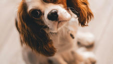 (Quick Answer) What Is the First Command I Should Teach My Puppy?