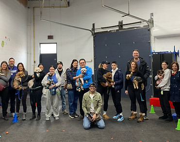 Indoor group classes for dogs in Mississauga and Oakville