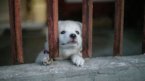 (Quick Answer) When Should I Start Crate Training My Puppy?
