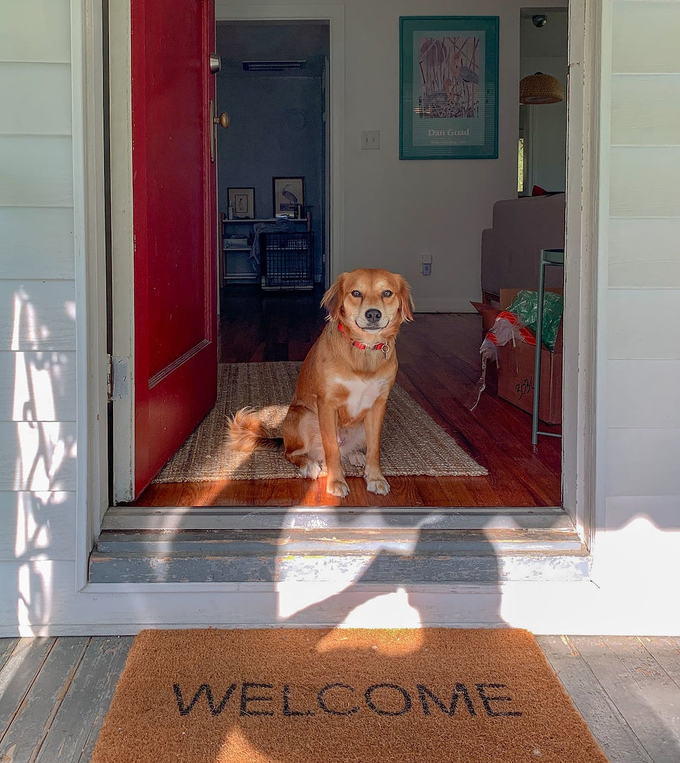 How To Stop Your Dog From Barking At The Door