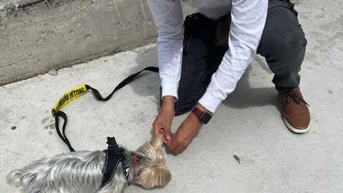 Helping a small yorkie focus out on a walk.