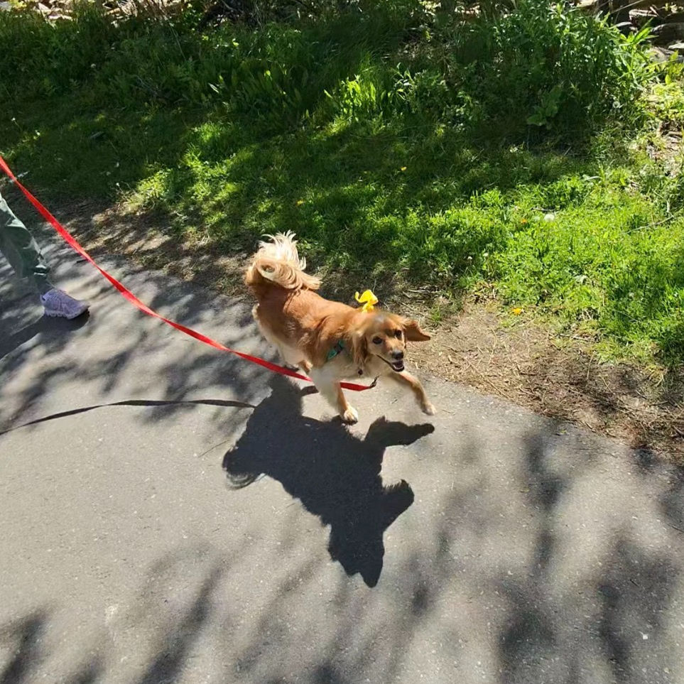 Cockapoo walking on a loose leash
